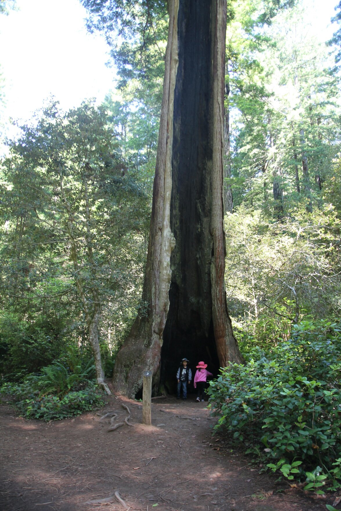 Redwood.jpg
