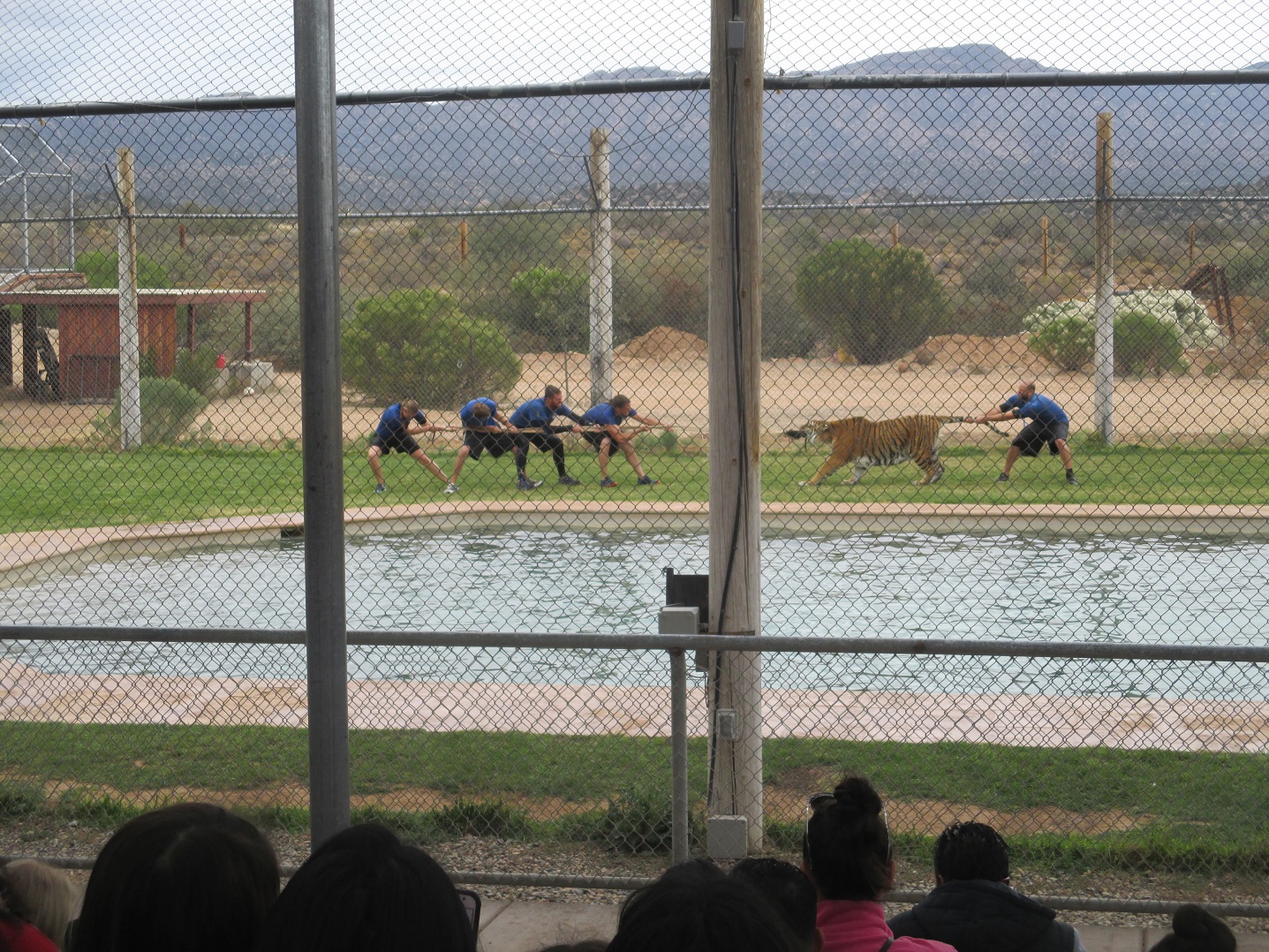 out of africa zoo tiger show2.jpg