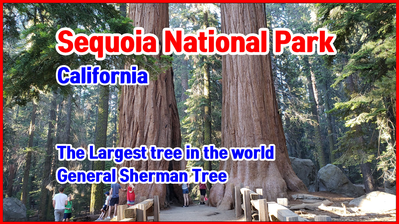 Sequoia NP.jpg