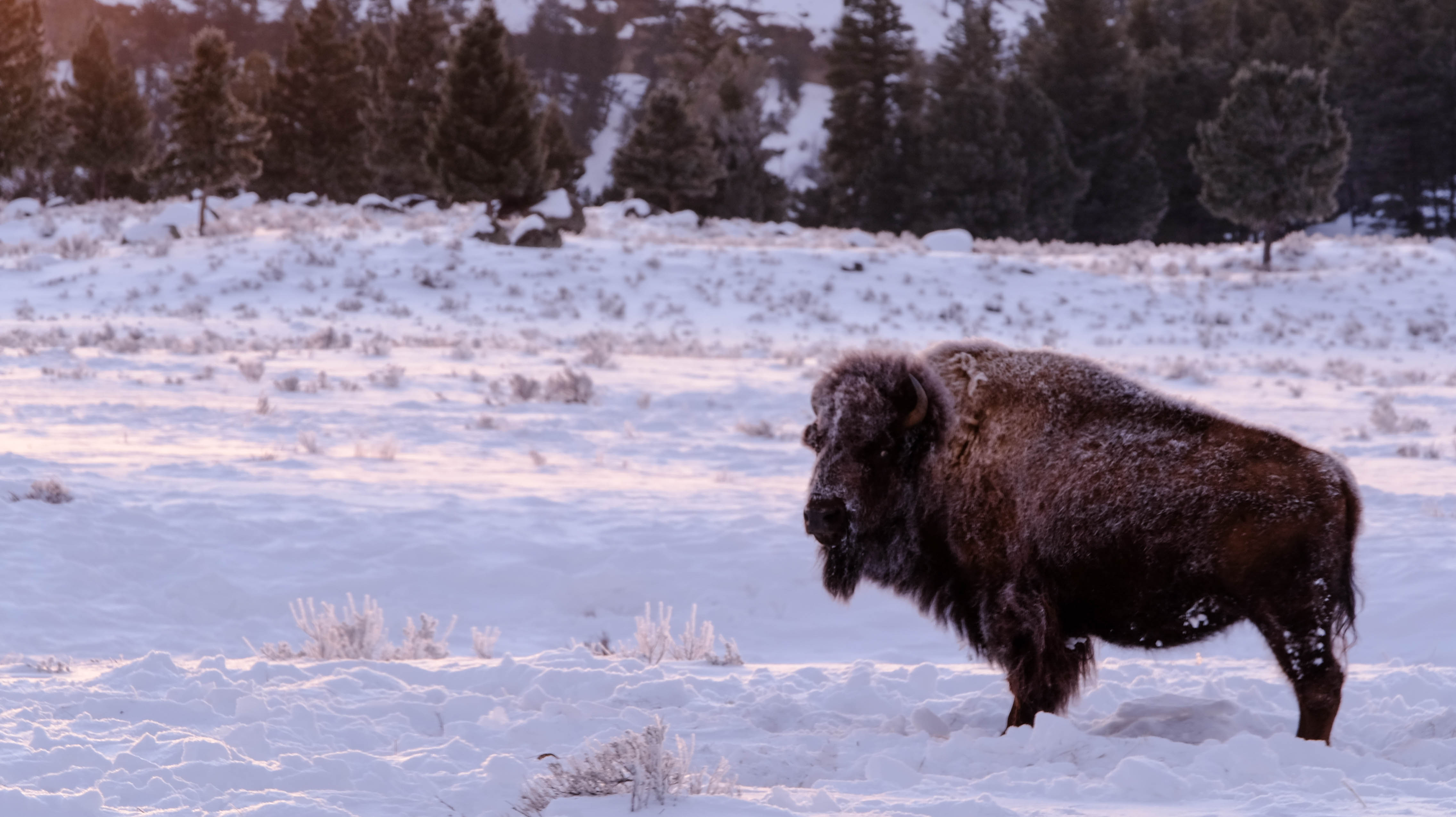 bison1.jpg