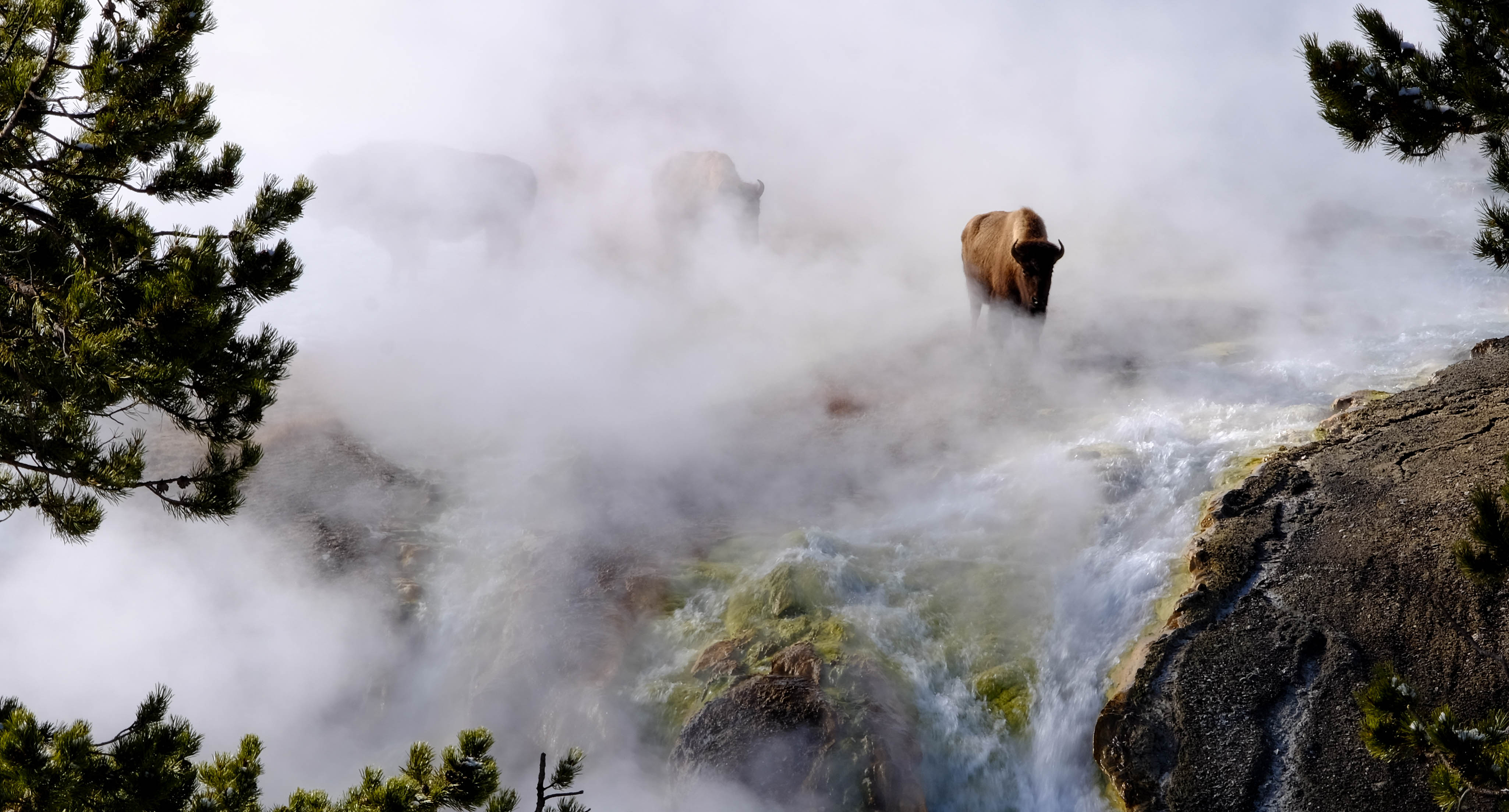 bison taking hot shower.jpg