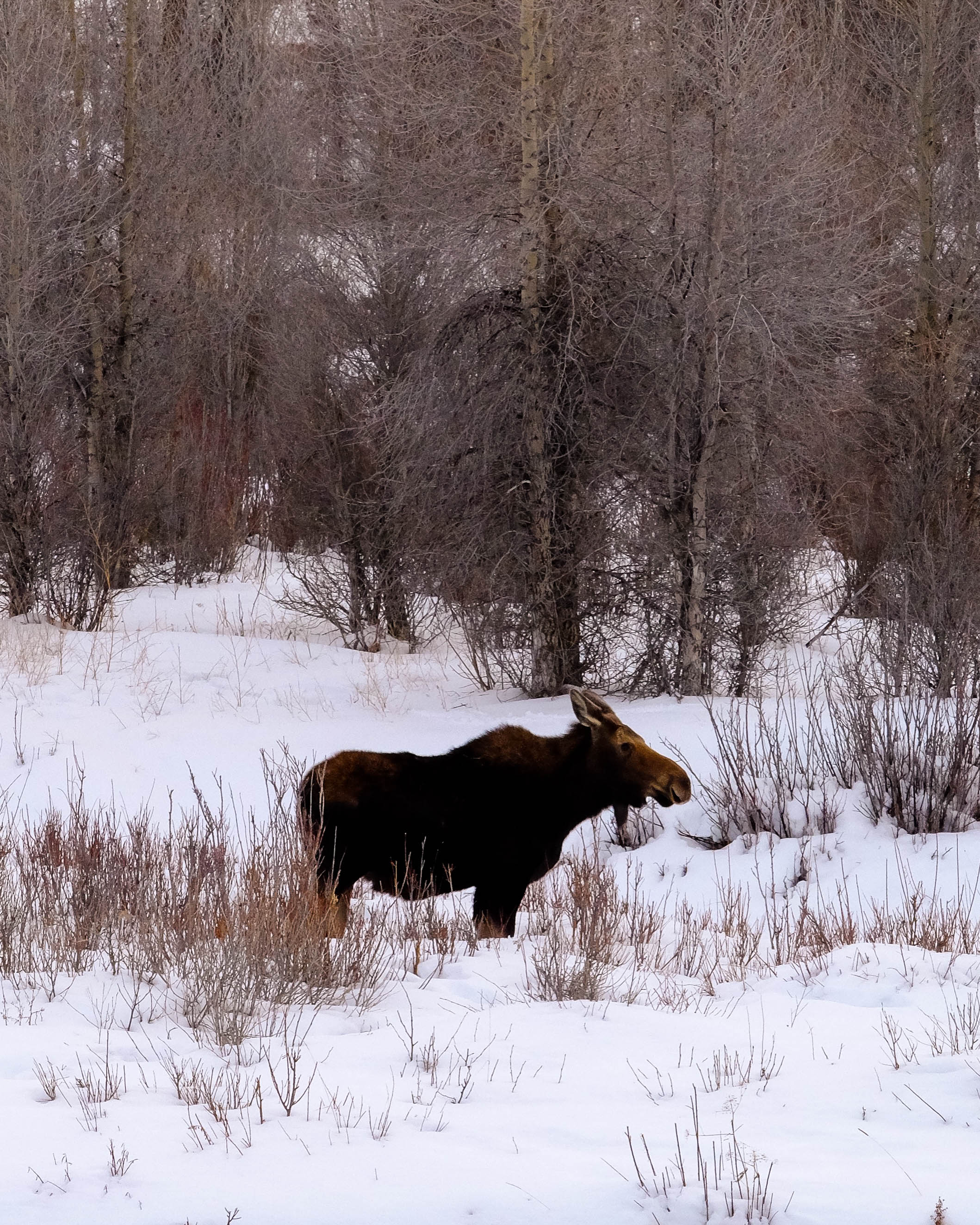 moose1.jpg