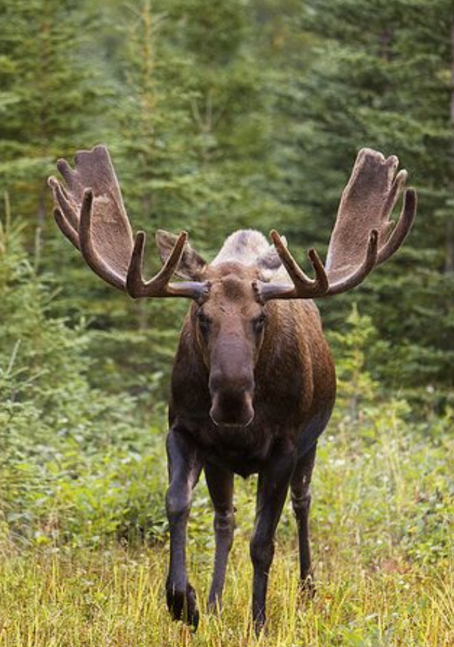 moose.jpg