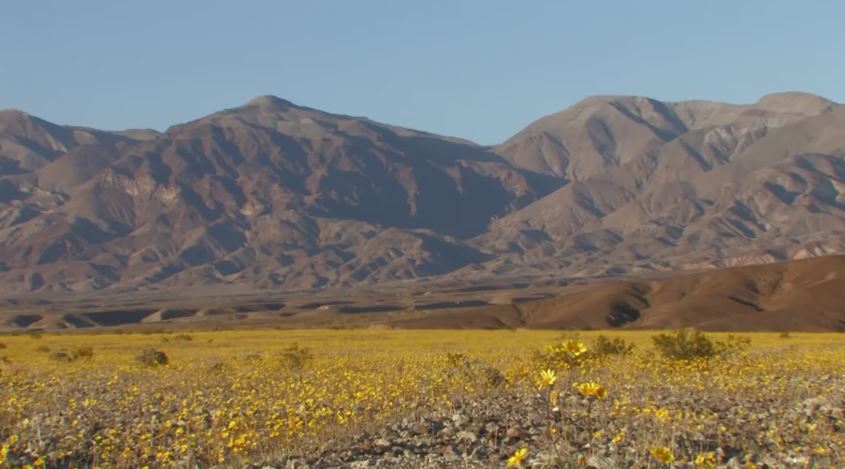 Death Valley Super Bloom1.JPG